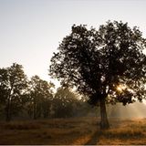 Fotogalerie: Die Augen des Dschungels - Bild 3