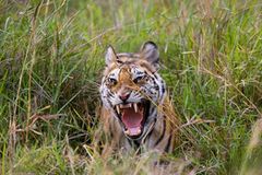 Fotogalerie: Die Augen des Dschungels - Bild 4