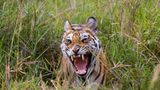 Fotogalerie: Die Augen des Dschungels - Bild 4