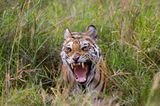 Fotogalerie: Die Augen des Dschungels - Bild 4