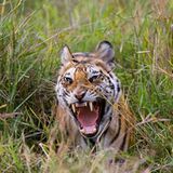 Fotogalerie: Die Augen des Dschungels - Bild 4