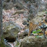 Fotogalerie: Die Augen des Dschungels - Bild 5