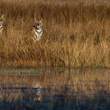 Fotogalerie: Die Augen des Dschungels - Bild 6