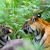 Fotogalerie: Die Augen des Dschungels - Bild 7