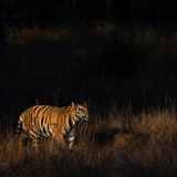 Fotogalerie: Die Augen des Dschungels - Bild 9