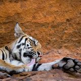 Fotogalerie: Die Augen des Dschungels - Bild 10