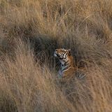 Fotogalerie: Die Augen des Dschungels - Bild 11