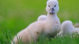 Fotoshow: Heimische Tiere