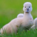 Fotoshow: Heimische Tiere