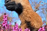 Fotoshow: Heimische Tiere - Bild 2