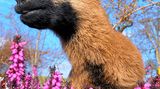Fotoshow: Heimische Tiere - Bild 2