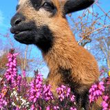 Fotoshow: Heimische Tiere - Bild 2