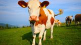 Fotoshow: Heimische Tiere - Bild 3