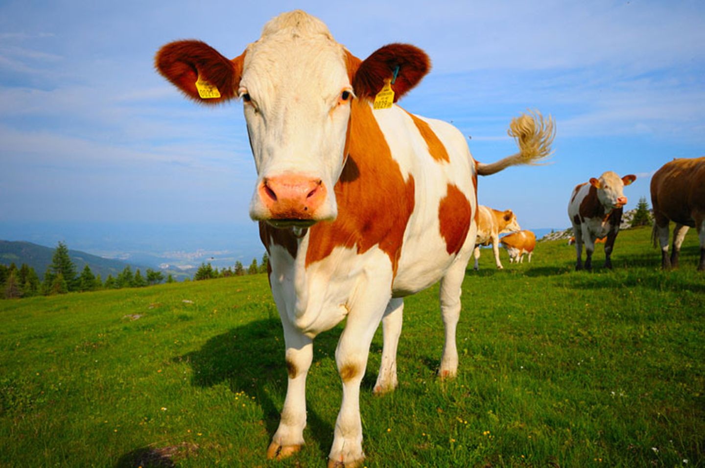 Fotoshow: Heimische Tiere - Bild 3