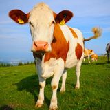 Fotoshow: Heimische Tiere - Bild 3