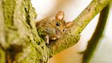 Fotoshow: Heimische Tiere - Bild 4
