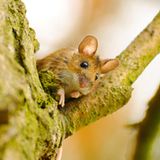 Fotoshow: Heimische Tiere - Bild 4