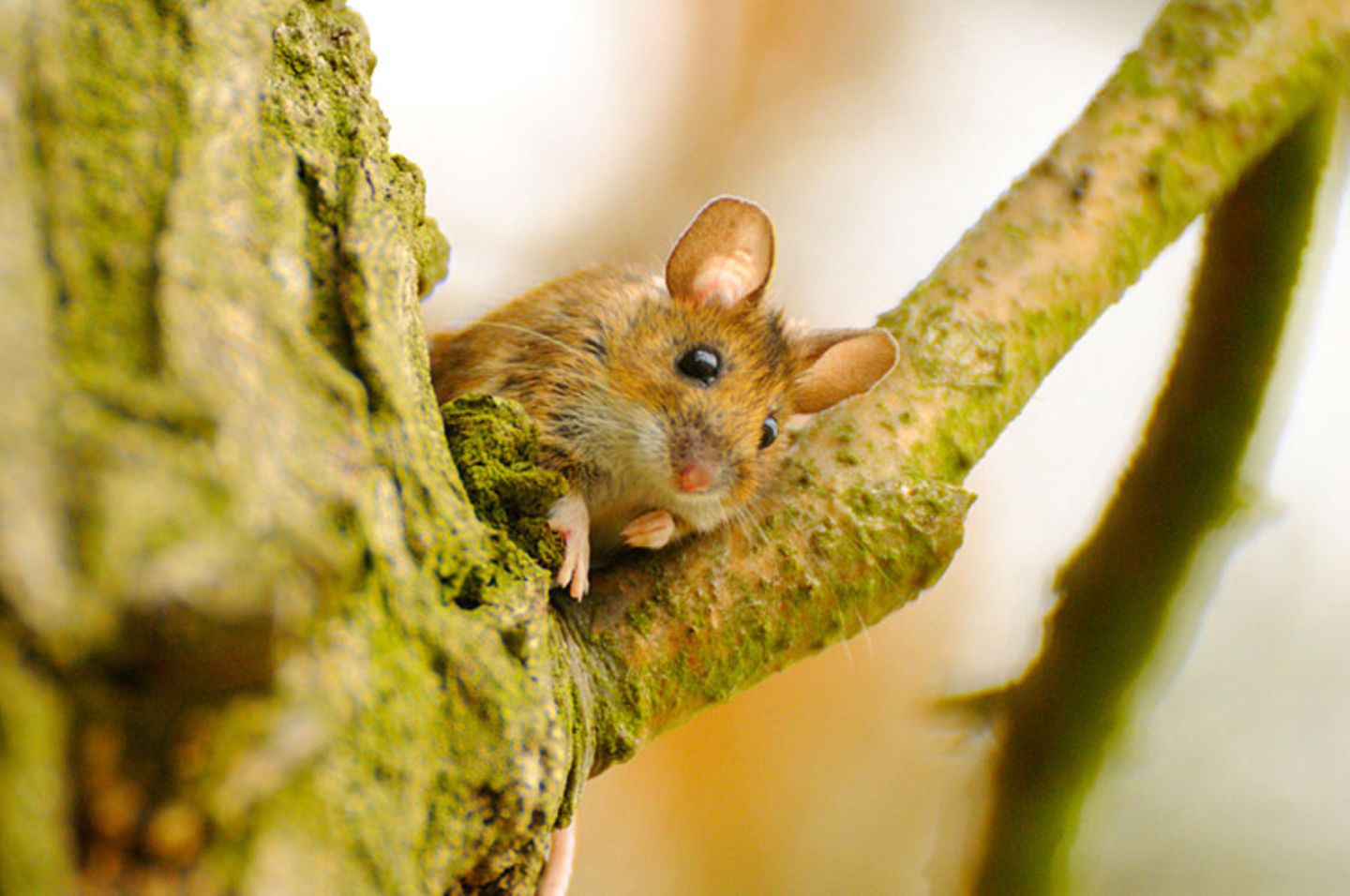 Fotoshow: Heimische Tiere - Bild 4