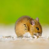 Fotoshow: Heimische Tiere - Bild 5