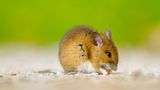 Fotoshow: Heimische Tiere - Bild 5