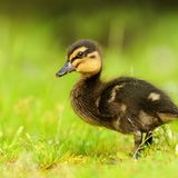 Fotoshow: Heimische Tiere - Bild 6