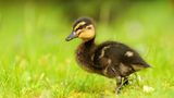 Fotoshow: Heimische Tiere - Bild 6