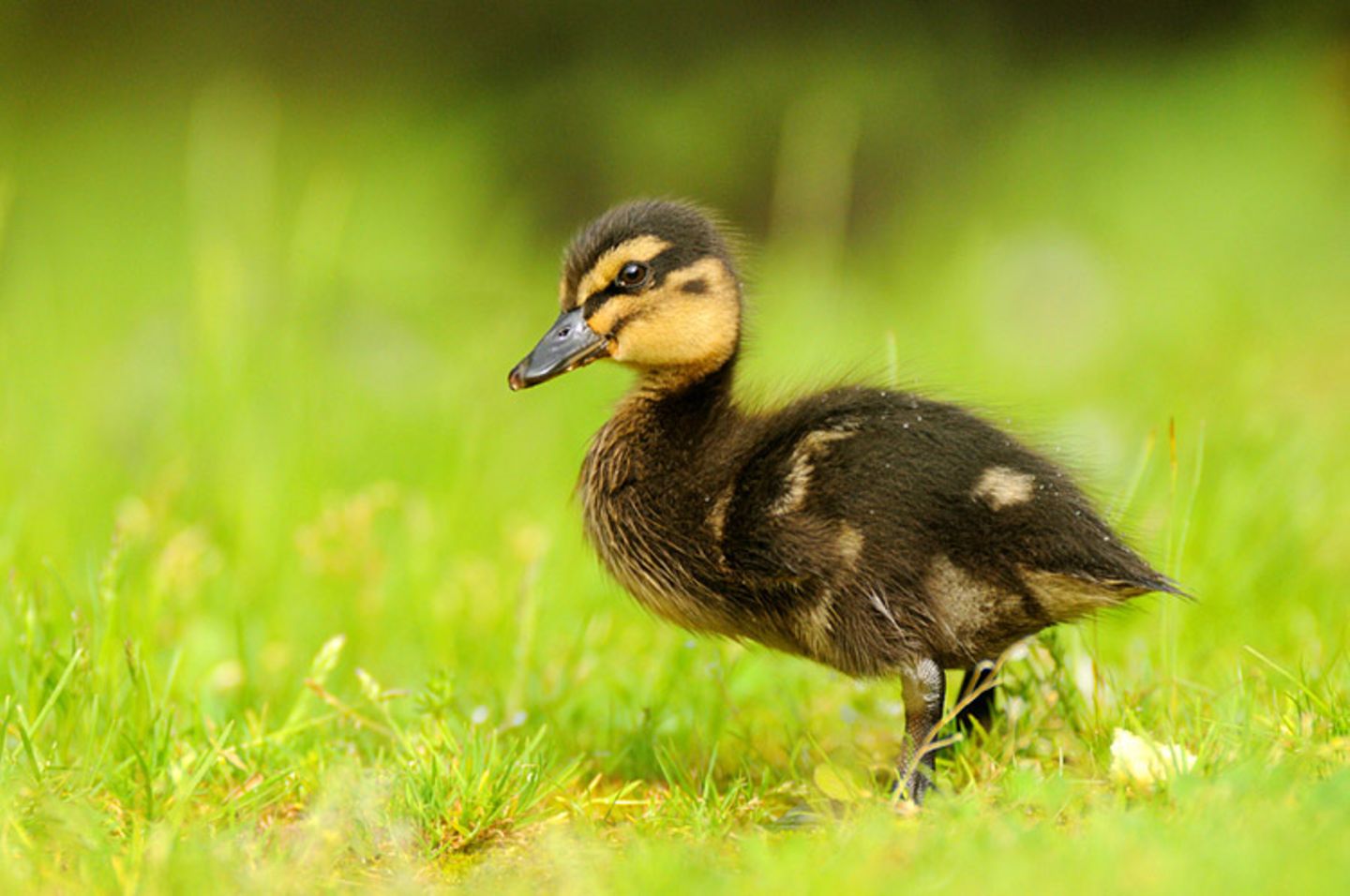 Fotoshow: Heimische Tiere - Bild 6