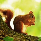 Fotoshow: Heimische Tiere - Bild 7