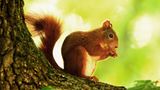 Fotoshow: Heimische Tiere - Bild 7