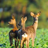 Fotoshow: Heimische Tiere - Bild 8