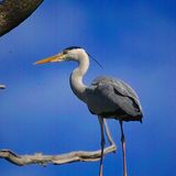 Fotoshow: Heimische Tiere - Bild 9