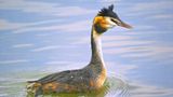 Fotoshow: Heimische Tiere - Bild 10