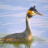 Fotoshow: Heimische Tiere - Bild 10