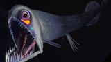 Fotoshow: Kreaturen der Tiefe - Bild 2