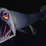 Fotoshow: Kreaturen der Tiefe - Bild 2