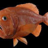 Fotoshow: Kreaturen der Tiefe - Bild 3