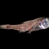 Fotoshow: Kreaturen der Tiefe - Bild 4