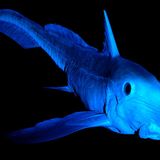 Fotoshow: Kreaturen der Tiefe - Bild 5