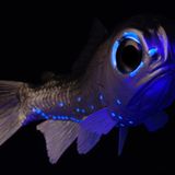 Fotoshow: Kreaturen der Tiefe - Bild 6