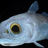 Fotoshow: Kreaturen der Tiefe - Bild 7