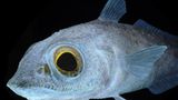 Fotoshow: Kreaturen der Tiefe - Bild 7