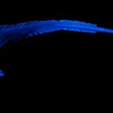 Fotoshow: Kreaturen der Tiefe - Bild 8