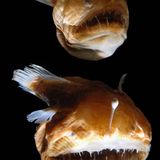 Fotoshow: Kreaturen der Tiefe - Bild 9