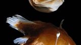 Fotoshow: Kreaturen der Tiefe - Bild 9