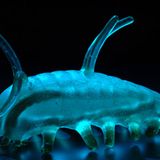 Fotoshow: Kreaturen der Tiefe - Bild 10