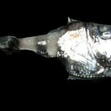 Fotoshow: Kreaturen der Tiefe - Bild 11