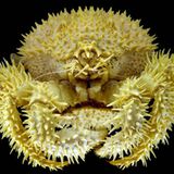 Fotoshow: Kreaturen der Tiefe - Bild 12