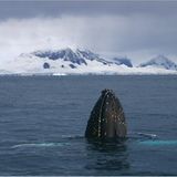 Antarktis: Unter Segeln zum Südpol - Bild 2