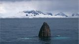 Antarktis: Unter Segeln zum Südpol - Bild 2