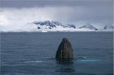 Antarktis: Unter Segeln zum Südpol - Bild 2
